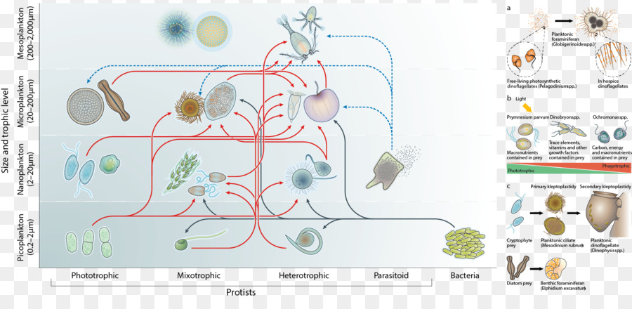 Protiste，Mixotrophe PNG