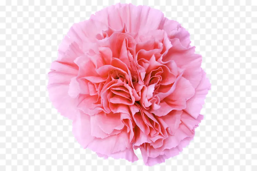 Le Papier Peint Du Bureau，Fleurs Roses PNG