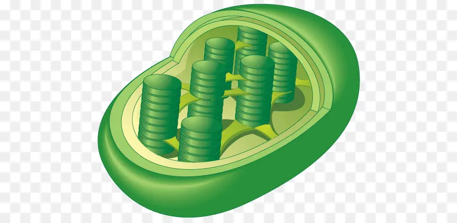 Mitochondrie，Cellule PNG