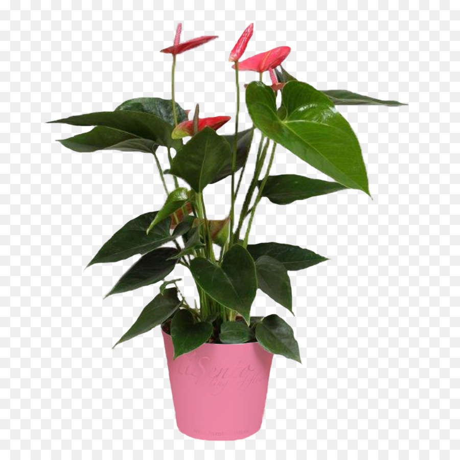 Les Fleurs Coupées，Flowerpot PNG