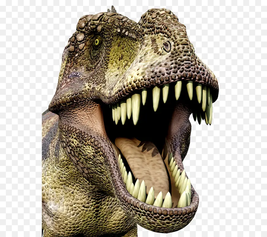 T Rex，Dents PNG