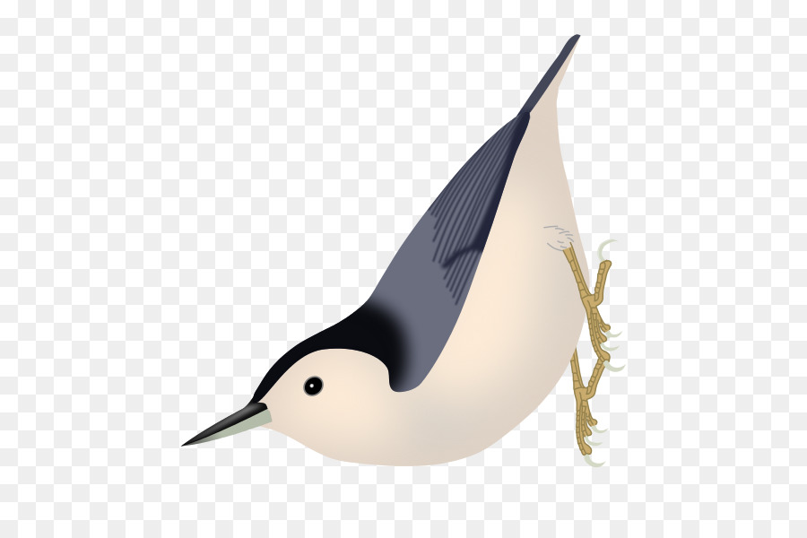 Oiseau，Plumes PNG