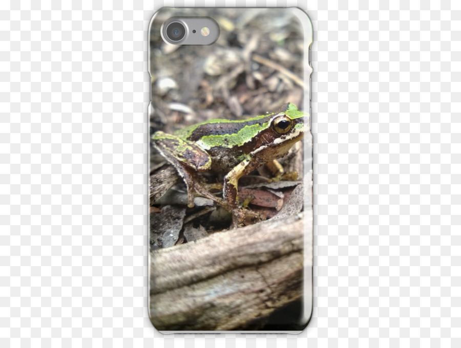 Crapaud，Vrai Grenouille PNG