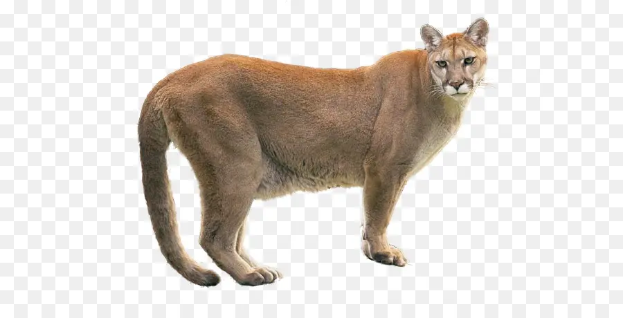 Cougar，Lion PNG