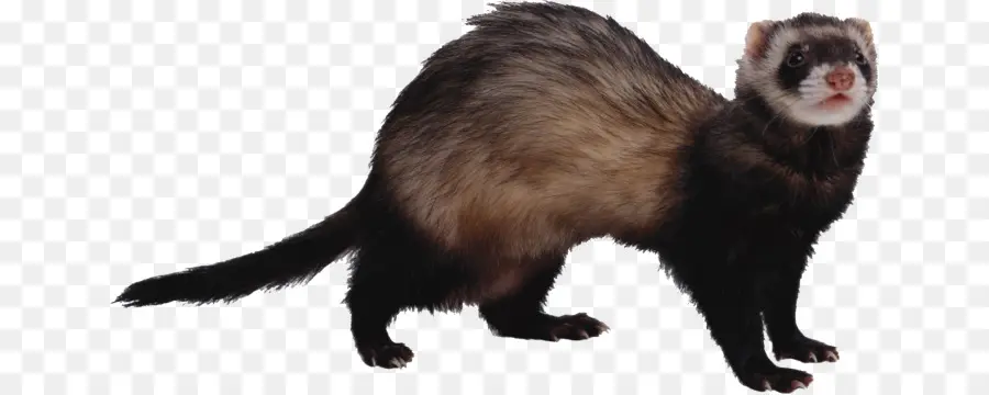 Furet，Animal De Compagnie PNG