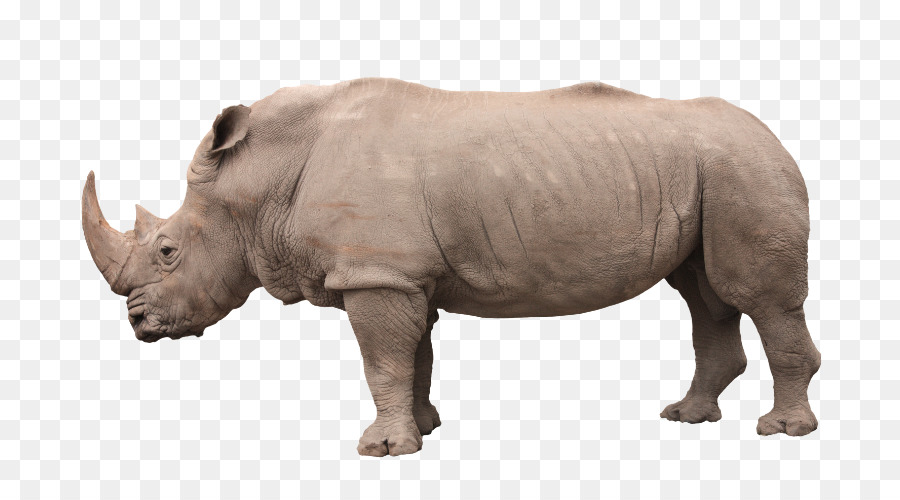 Rhinocéros，Le Rhinocéros De Dürer PNG