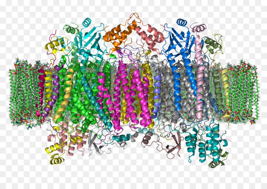 Espace Intermembranaire，Cytochrome C Oxydase PNG