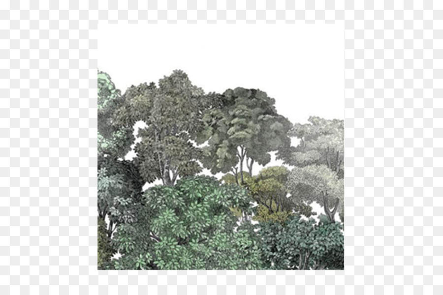 Forêt，Arbres PNG