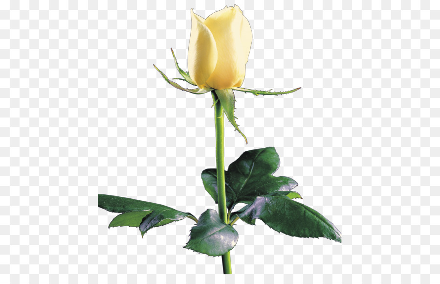 Rose Jaune，Rose PNG