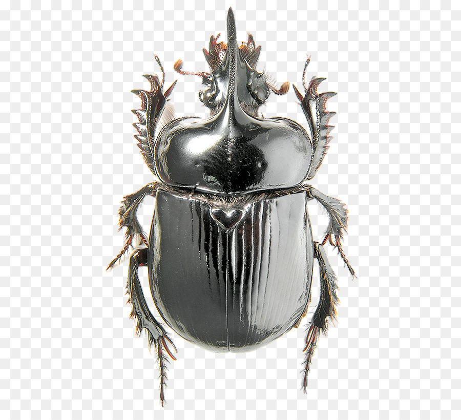 Scarabée，Ceratophyus Polyceros PNG