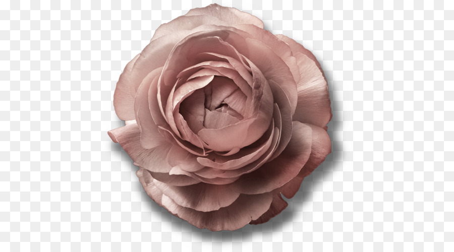 Les Roses De Jardin，Chou Rose PNG