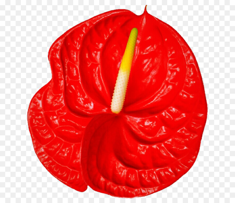 Fleur D'anthurium，Rouge PNG