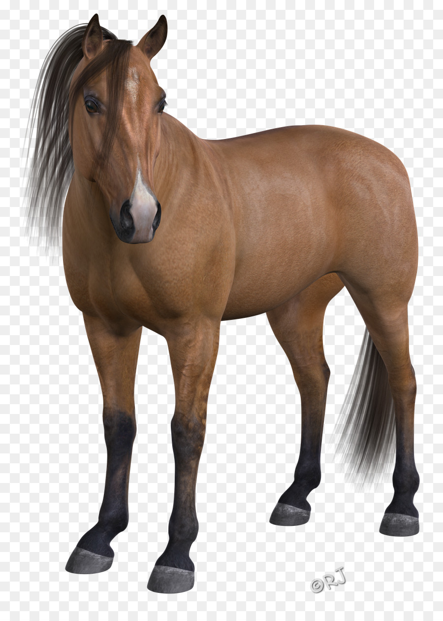 Cheval，équidé PNG