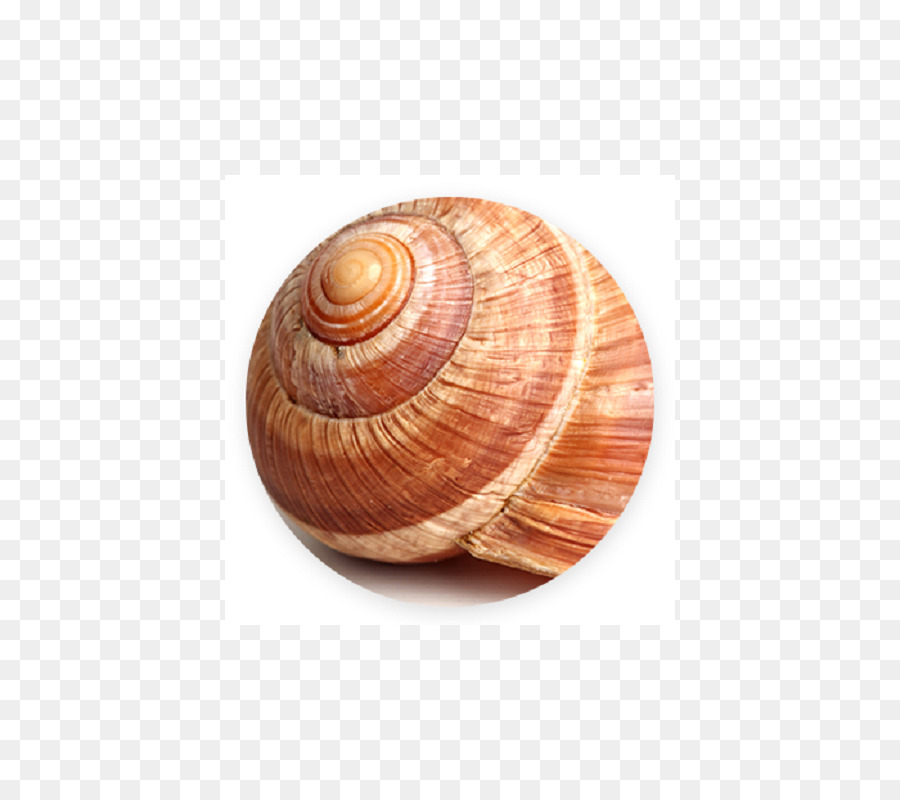 Coquille D'escargot，Spirale PNG