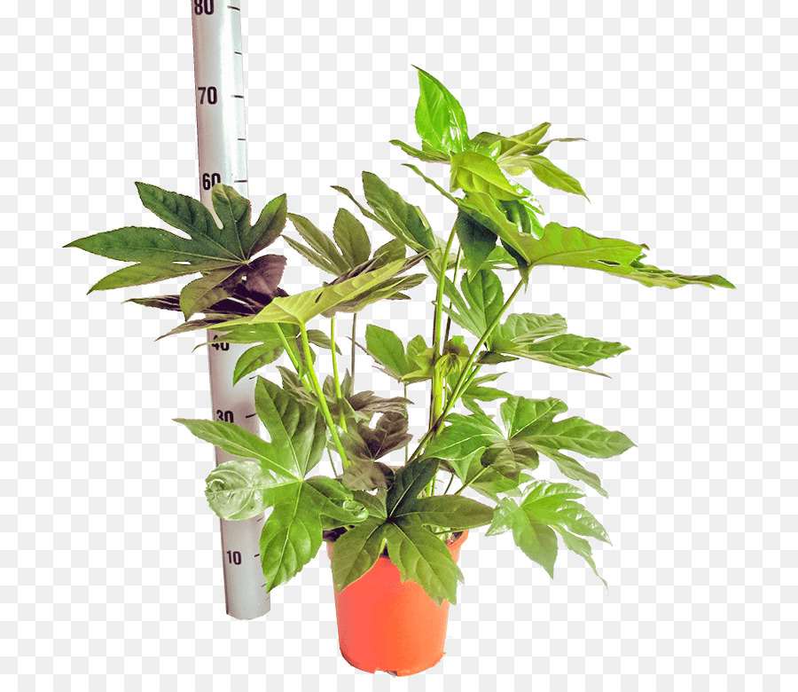 Paperplant，Flowerpot PNG