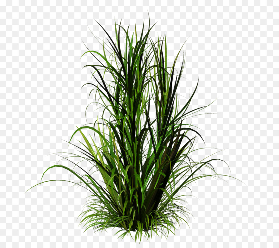 Herbes Hautes，Vert PNG