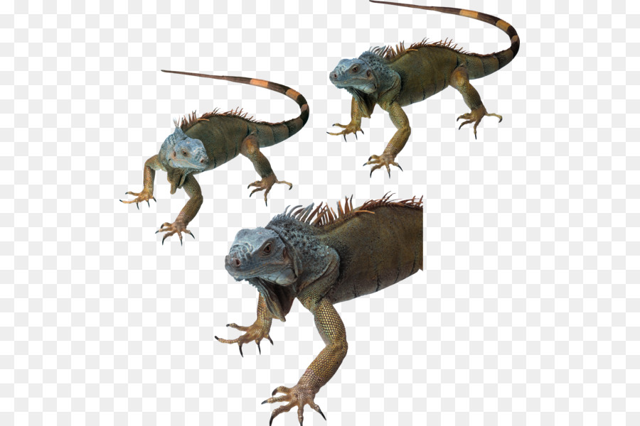 Commune D Iguanes，Lézard PNG