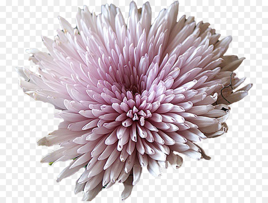 Fleur，Fleurir PNG