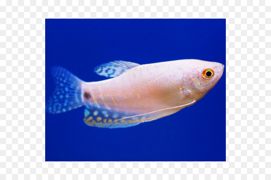 Gourami，Trois Spot Gourami PNG