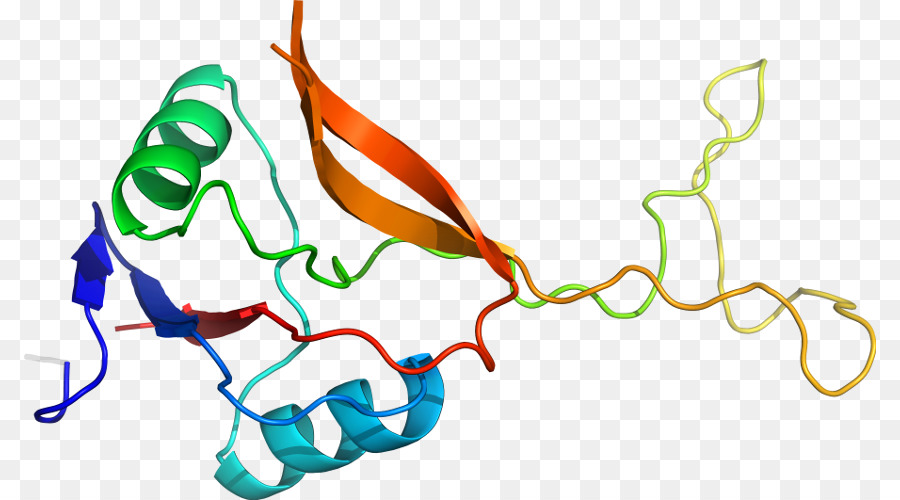 Structure Des Protéines，Biologie PNG