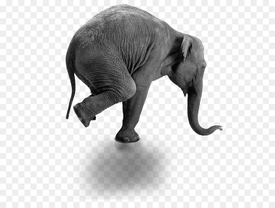 Éléphant En équilibre，éléphant PNG