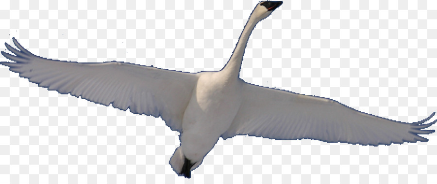 Cygne，Blanc PNG