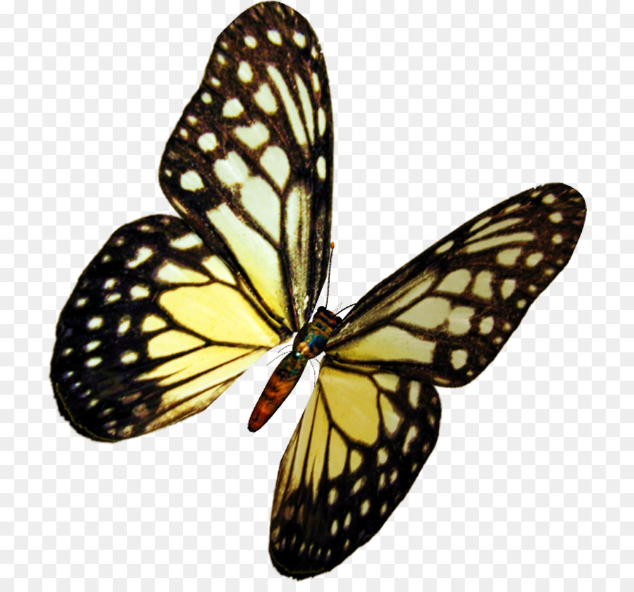 Papillon Monarque，Nature PNG