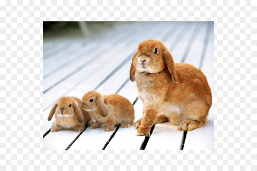 Lapins，Lapin PNG