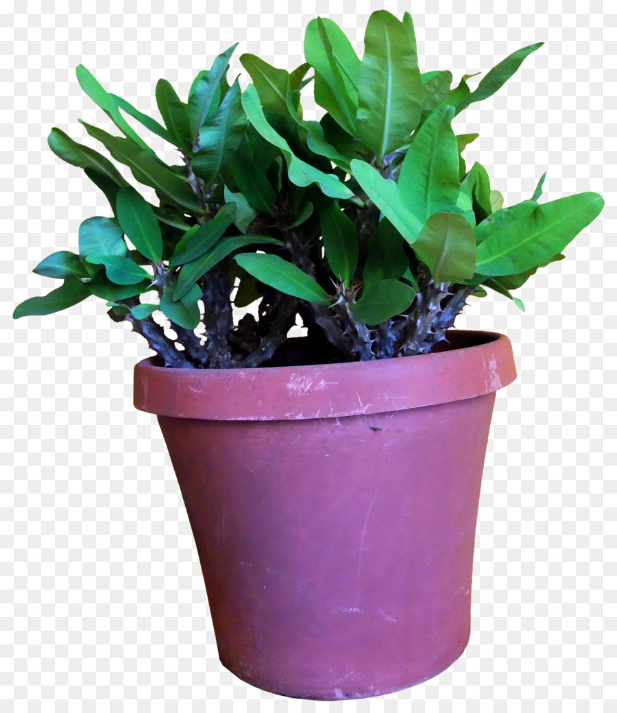 Plante En Pot，Vert PNG