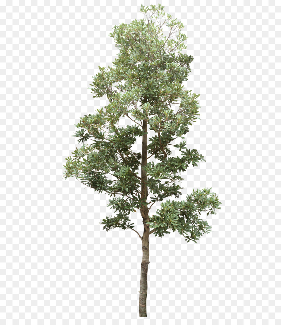 Arbre Vert，Nature PNG