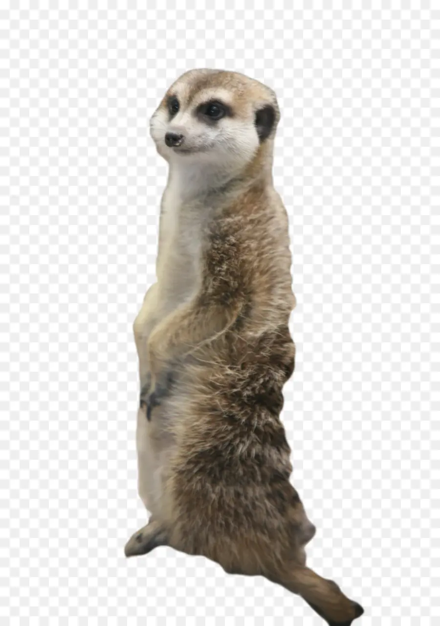 Suricate，Debout PNG