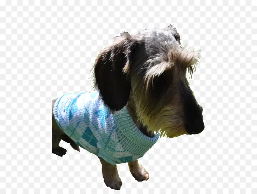 Chien En Pull，Animal De Compagnie PNG