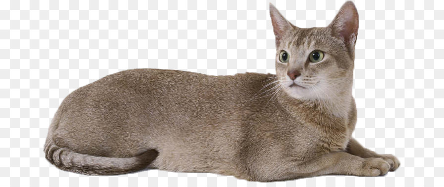 Chat Siamois，Animal De Compagnie PNG