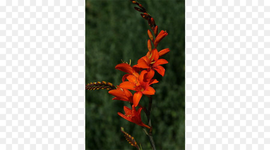 Montbretia，Gladiolus PNG