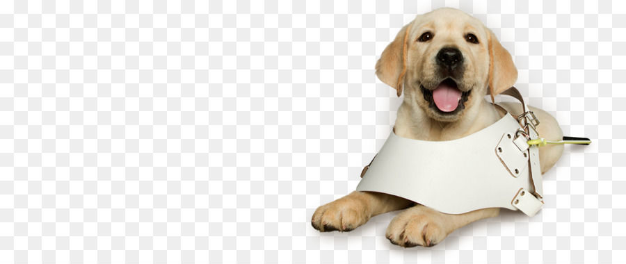 Golden Retriever，Animal De Compagnie PNG