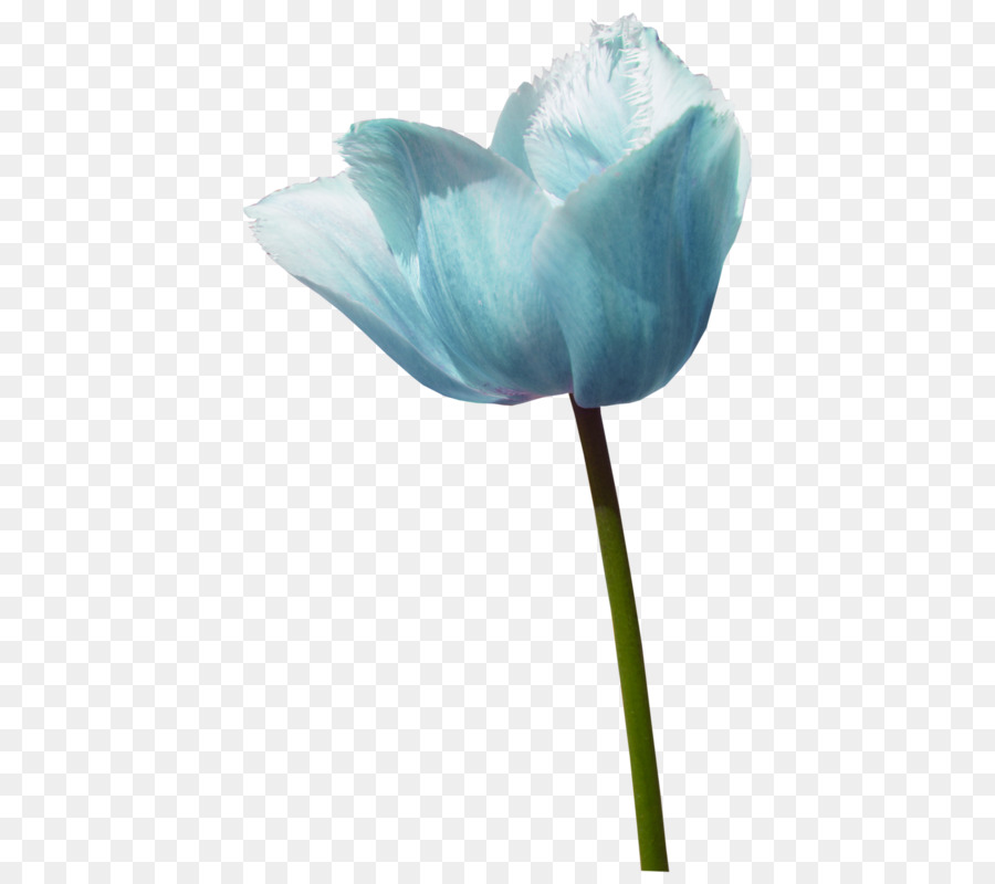 Tulip，Bleu PNG