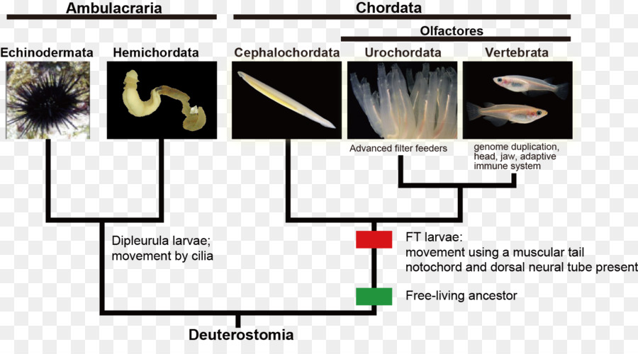 Diagramme De Deutérostomie，Deutérostomie PNG