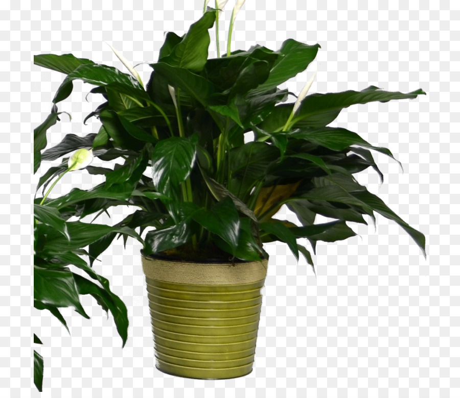 La Paix Lys，Flowerpot PNG