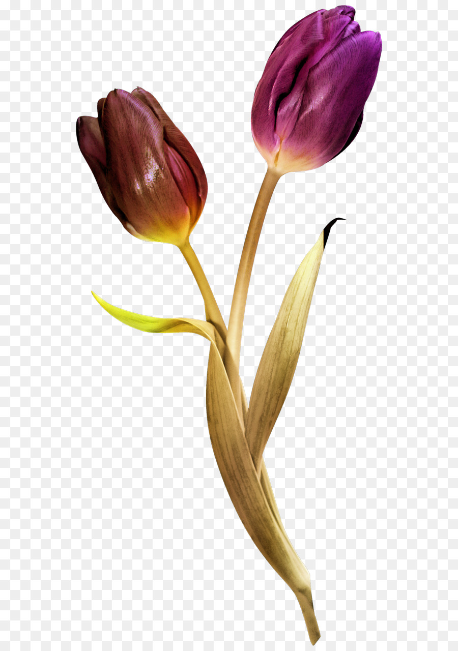 Tulipe Violette，Tige PNG