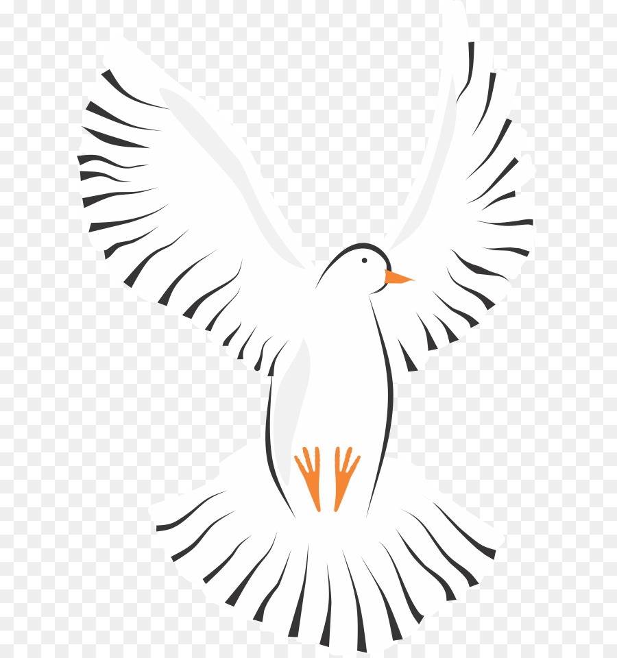Columbidae，Pigeon Voyageur PNG