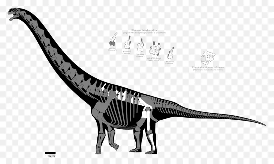 Argentinosaure，Puertasaurus PNG