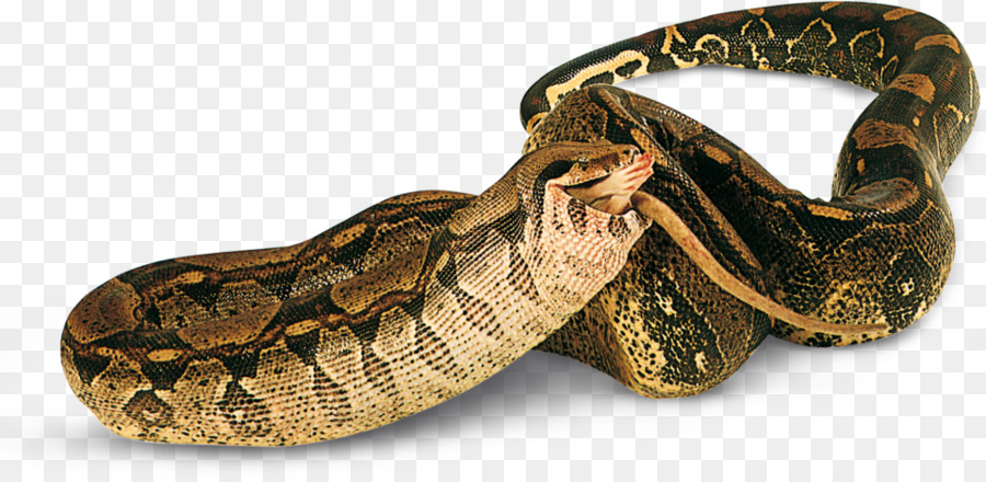 Serpent，Reptile PNG