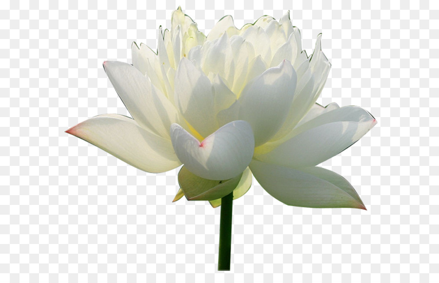 Fleur De Lotus Pourpre，Eau PNG