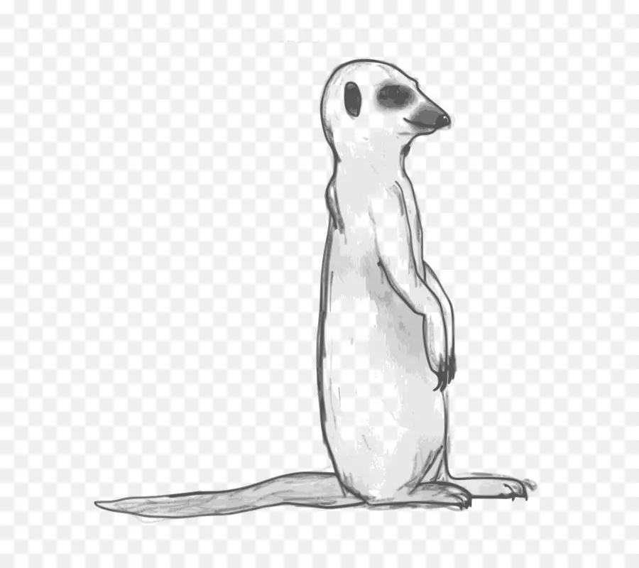 Suricate Debout，Alerte PNG