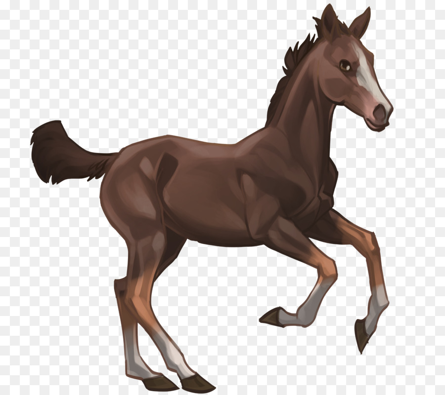 Cheval Qui Court，Animal PNG