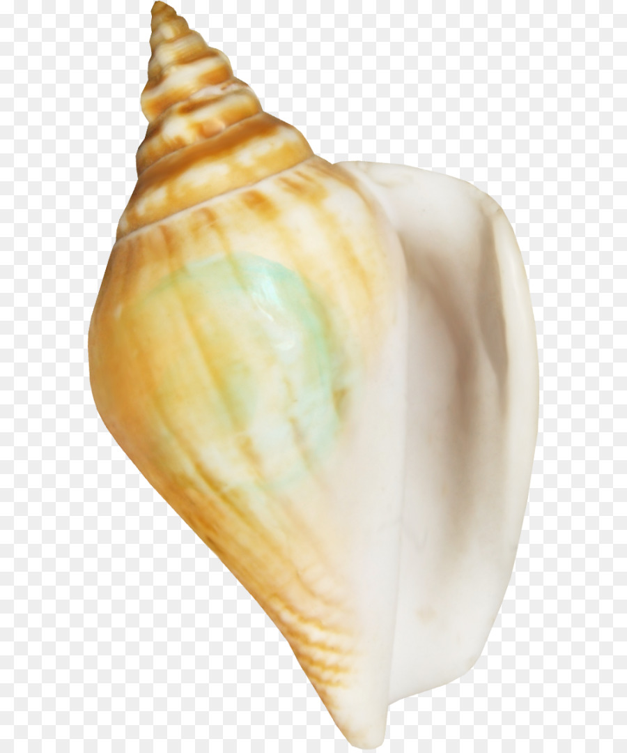 Conchyliologie，Coquille PNG