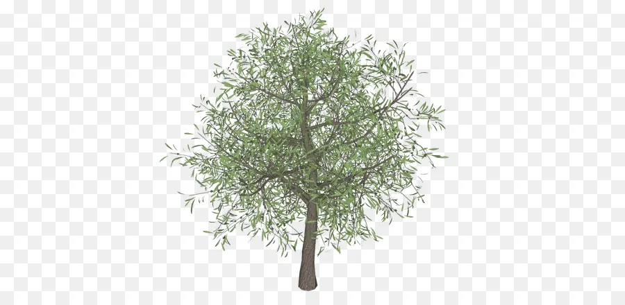 Olive，Branche PNG