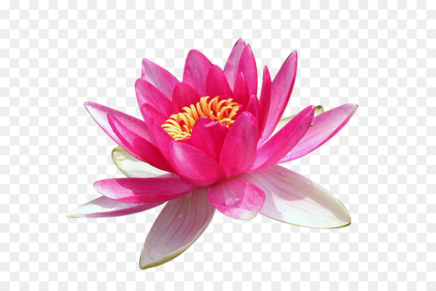 Lotus Rose，Floraison PNG