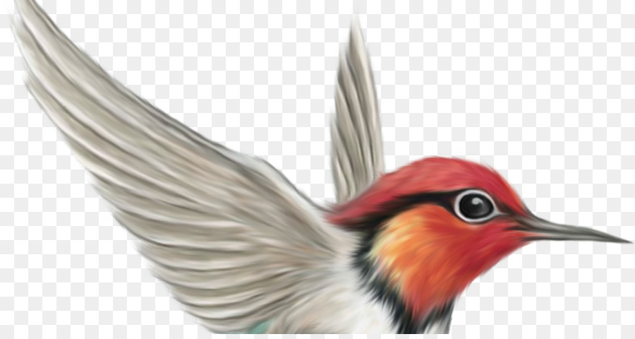 Oiseau，Vol PNG