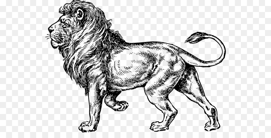 Lion，Le Lapin De Lionhead PNG